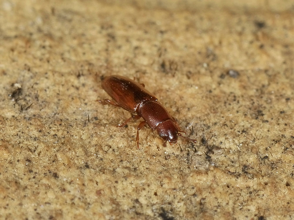 Monotomidae da identificare: Rhizophagus sp.